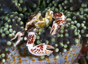 Porcelain
Nikon d800E, 105 macro , two strobo
Raja Ampat by Marchione Giacomo 